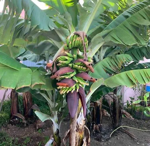 Paz Y Relax En Santa Barbara 110 Icod De Los Vinos